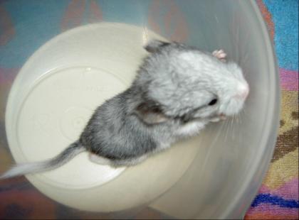 Chinchilla Silber Platinschecke