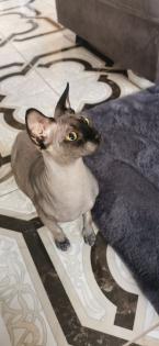 Sphinx Katze / sphynx kater