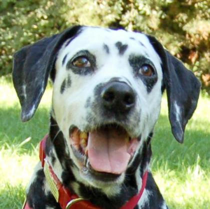 JOSY DA - Dalmatiner - 11 Jahre - Tierhilfe-Franken e. V.