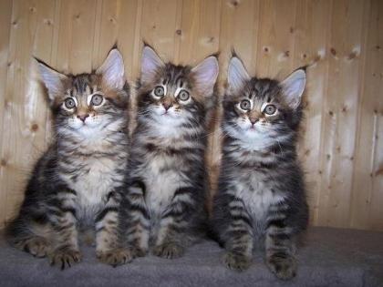 Maine Coon Babys