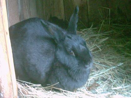 Verkaufe wunderschönes schwarzes Kaninchen weiblich