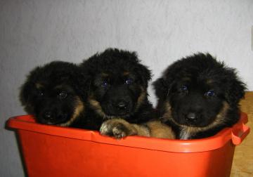 Altdeutsche Schäferhund Welpen