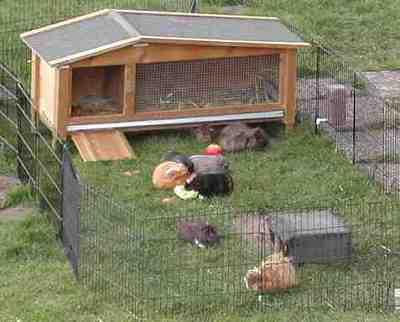 Meerschweinchen aus NRW zu Abgabe