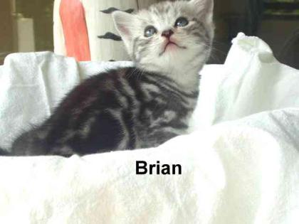BKH Whiskaskatzenkinder Silbertabby