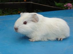 Suche US Teddy Weibchen