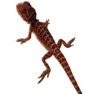 Suche schöne rote und weiße Bartagamen Farbagamen wie Cawley Red P. Vitticeps Z