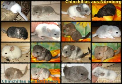 Chinchilla Jungtiere in verschiedenen Farben
