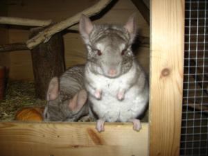 2 beige Chinchillas in NÜRNBERG. Böckchen Weibchen