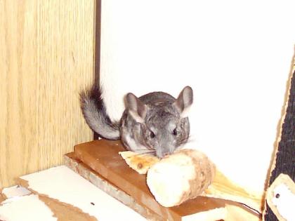 Chinchilla - Böckchen männlich - Standard