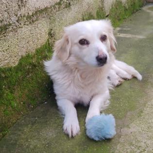 Suki / Status sucht ein Zuhause
