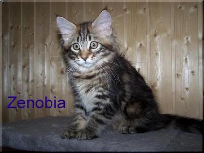 Maine Coon Kitten