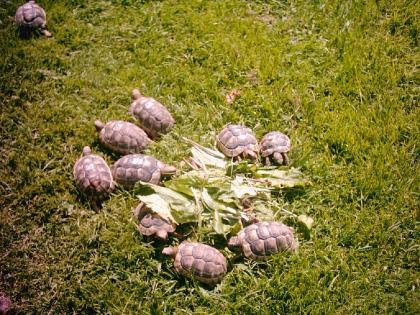 Griechische Landschildkröten NZ 2022