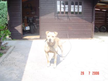 American Stafford Terrier Rüde 3 5 Jahre