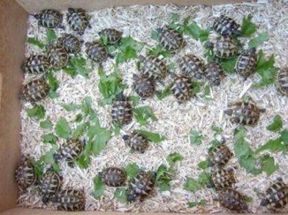 Griechische Landschildkröten THB