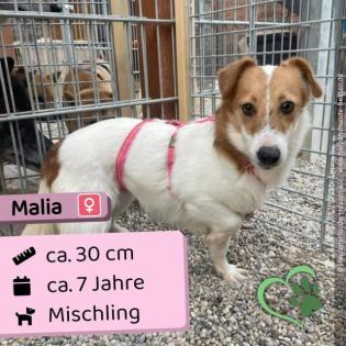 Malia 7 Jahre alte kleine Mischlingshündin