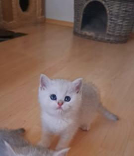 Nur noch 2 reinrassige BKH-Kitten mit Luchsohren Teddygesicht