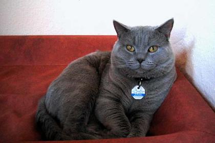 BKH-Deckkater lilac POINTTRÄGER