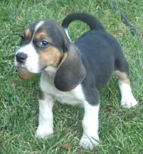 Beagle Welpen m. Papiere