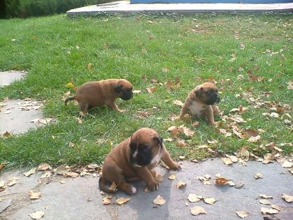 Boxerwelpen mit FCI Papiere