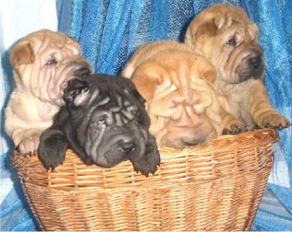 Sharpei Welpen erwartet