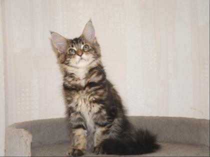 Maine Coon Katzenkinder