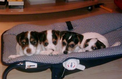 Wir erwarten Ende November 2022 Parson Jack Russel Welpen - Familienzucht