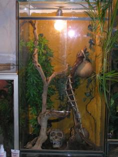 Terrarium 50x50x100cm günstig abzugeben