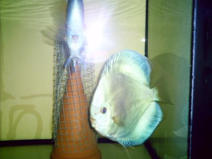 Diskusfische Top Gesund aus Hobbyzucht günstig abzugeben