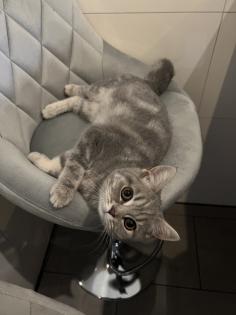 BKH kitten reinrassig geimpft gechipt