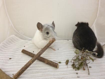 Chinchillajungtiere Angora