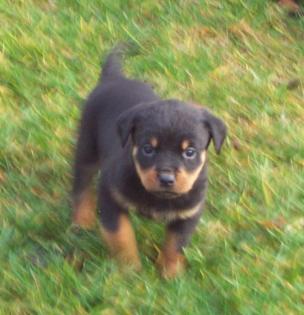 Suche Hund kostenlos