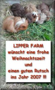Lockige Baby-Meerschweinchen von 2022 -