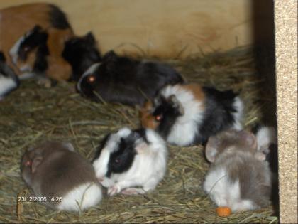 Süße Meerschweinchen - Baby s abzugeben