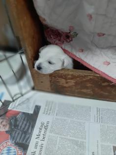 Süßer Westiewelpe