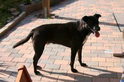 Kinderlieber katzenfreundlicher Labrador Mix