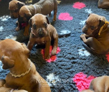 Wunderschöne red wheaten und dark red wheaten Rhodesian Ridgeback Welpen