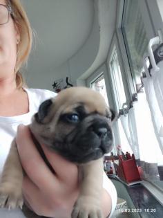 Französische Bulldoggen Welpen 19 Tage alt
