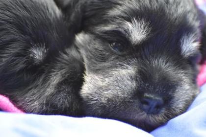 Zwergschnauzer Welpen mit Papieren
