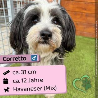 Corretto m 12 Jahre 31 cm