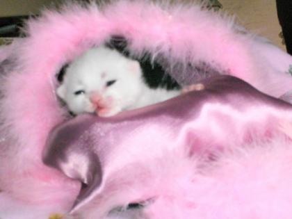 Super süße Katzenbaby In Blau und Weiß