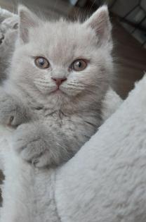 Bkh Katze. Scottich fold