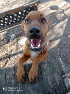 Der kleine Pim total verschmuster Dackel-Pinscher-Mix Welpe will Familie verzau