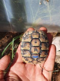 Griechische Landschildkröten Nachzuchten 2022 2023