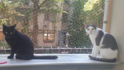 Tom und Pisa