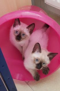 Siam /Thai Kitten Seal Chocolate Point Babys Kätzchen