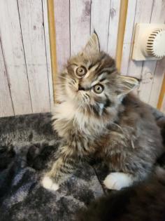 Maine Coon Perser Katze