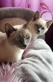 Siam / Thai Kitten Blue Point Babys Kätzchen