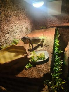 Leguan zu verkaufen