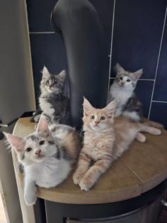 Maine Coon mit Stammbaum