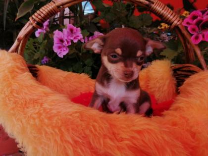 Süße Chihuahua-Welpen